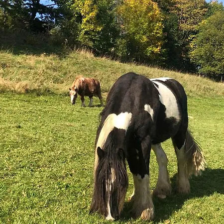 Familie Schauerte